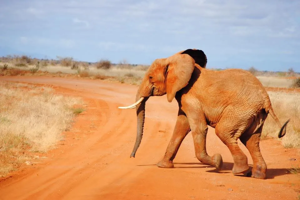 Safari ed Escursioni