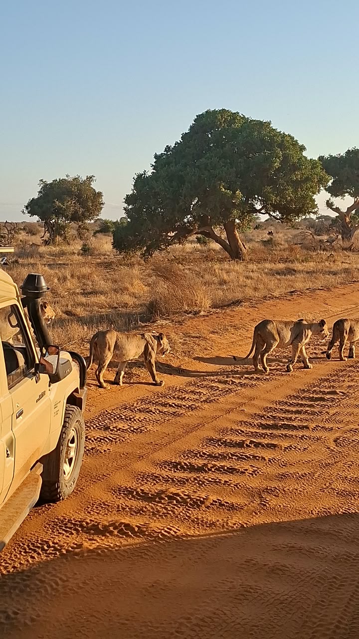Kenya Safari