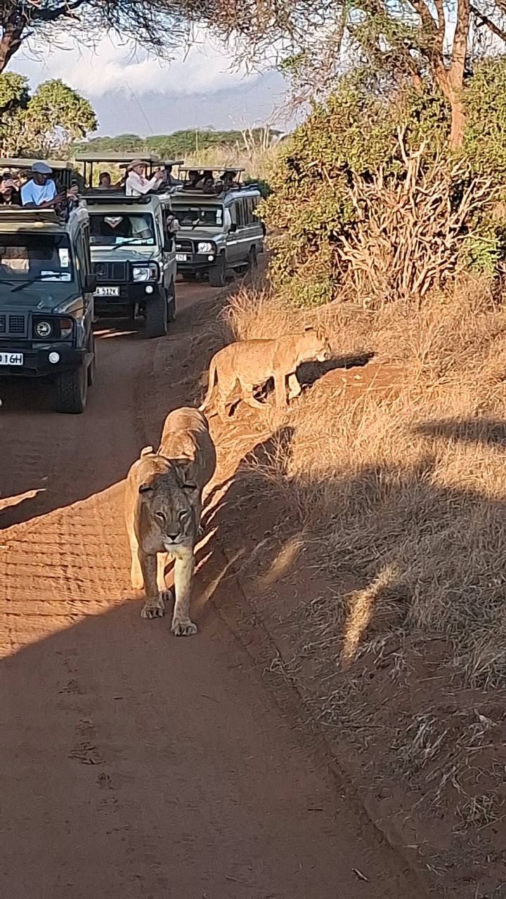 Kenya Safari
