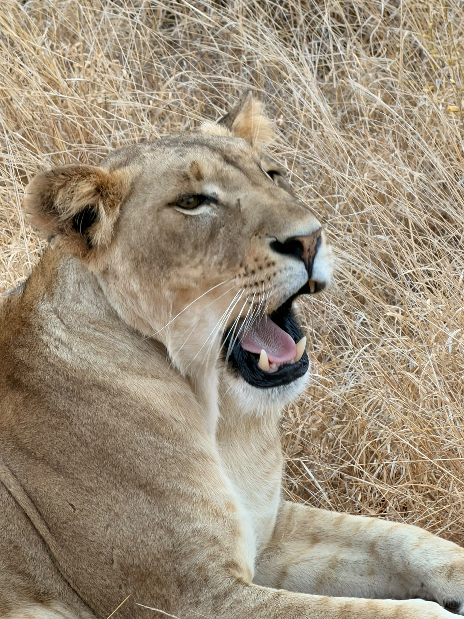 Kenya Safari