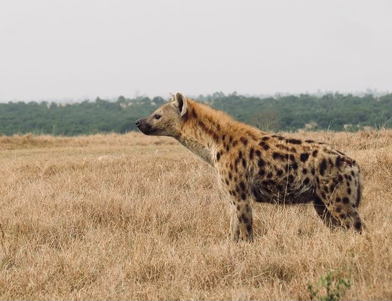 Kenya