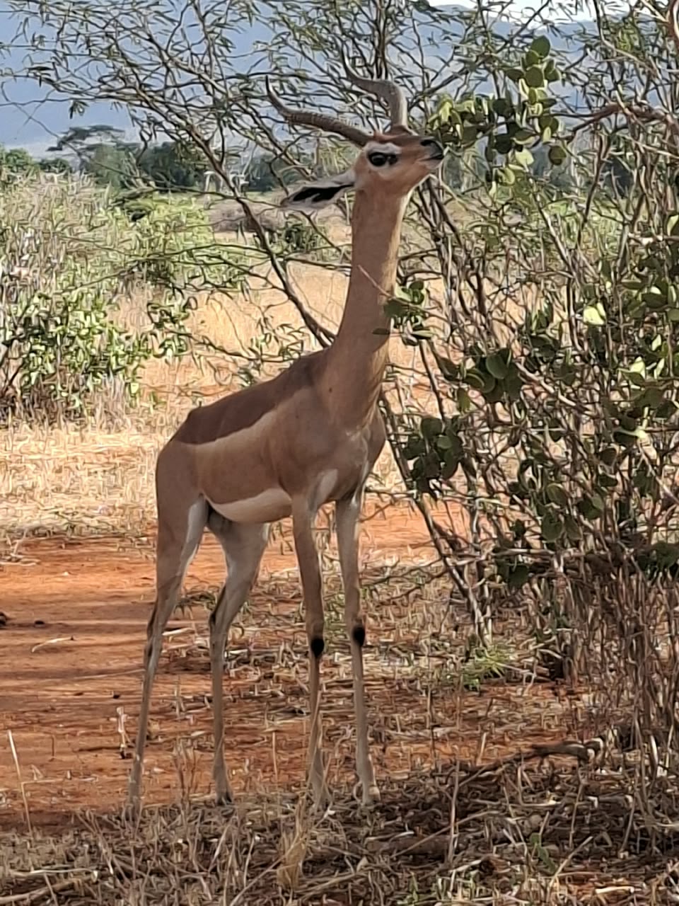 Kenya Safari