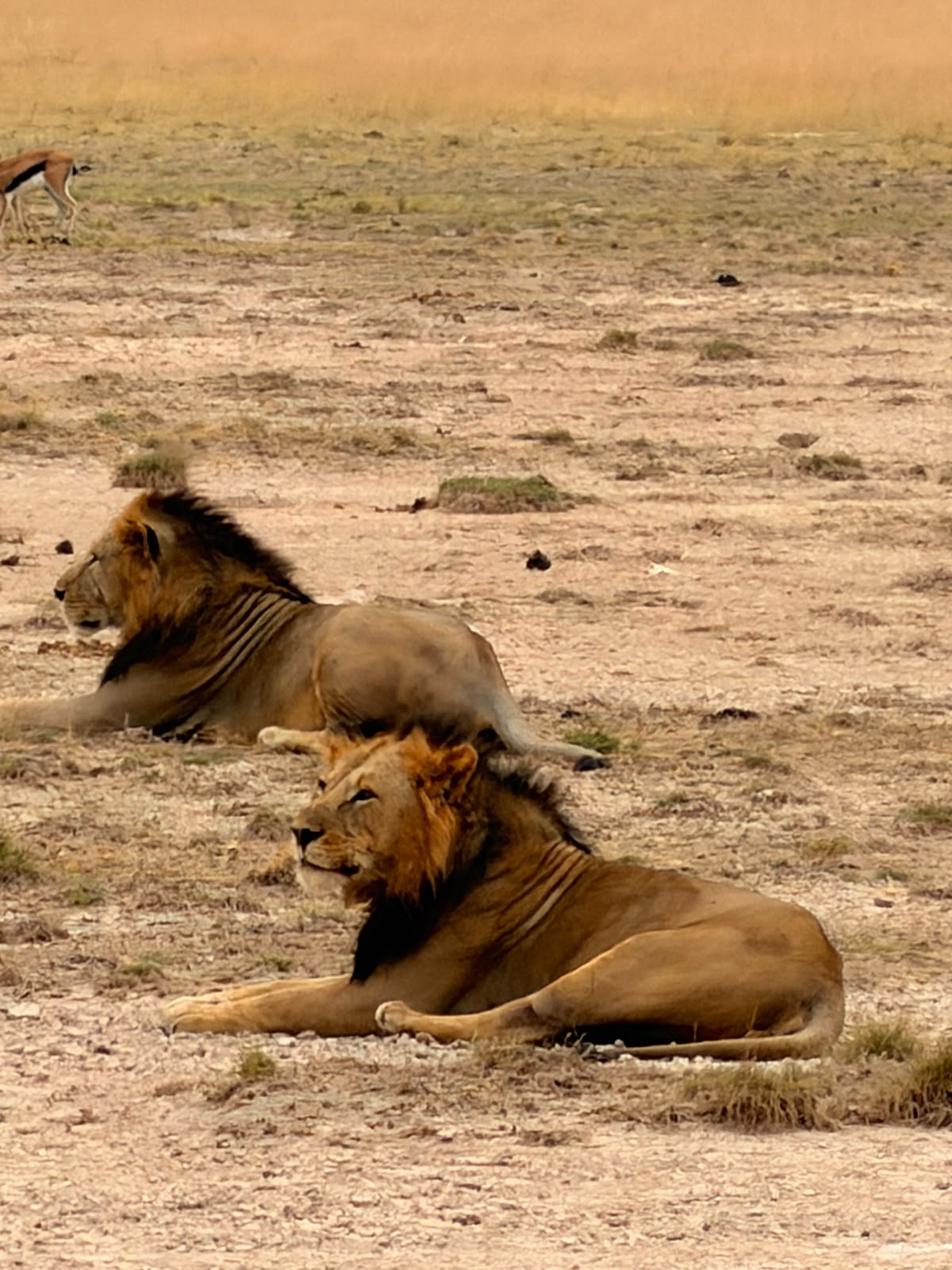 3 GG Taita Hills e Tsavo Est