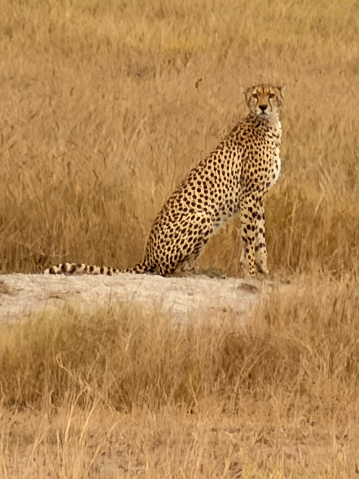 3 Jours Tsavo Est & Amboseli