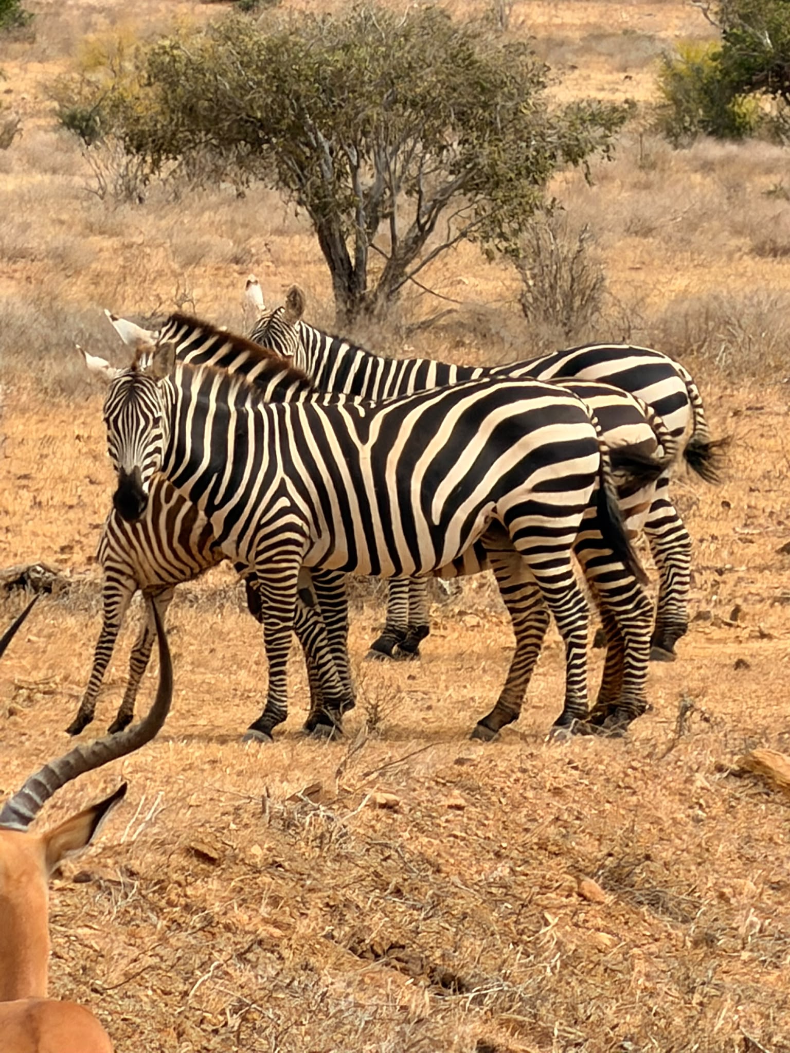4 GG Tsavo Est, Amboseli e Tsavo Ovest