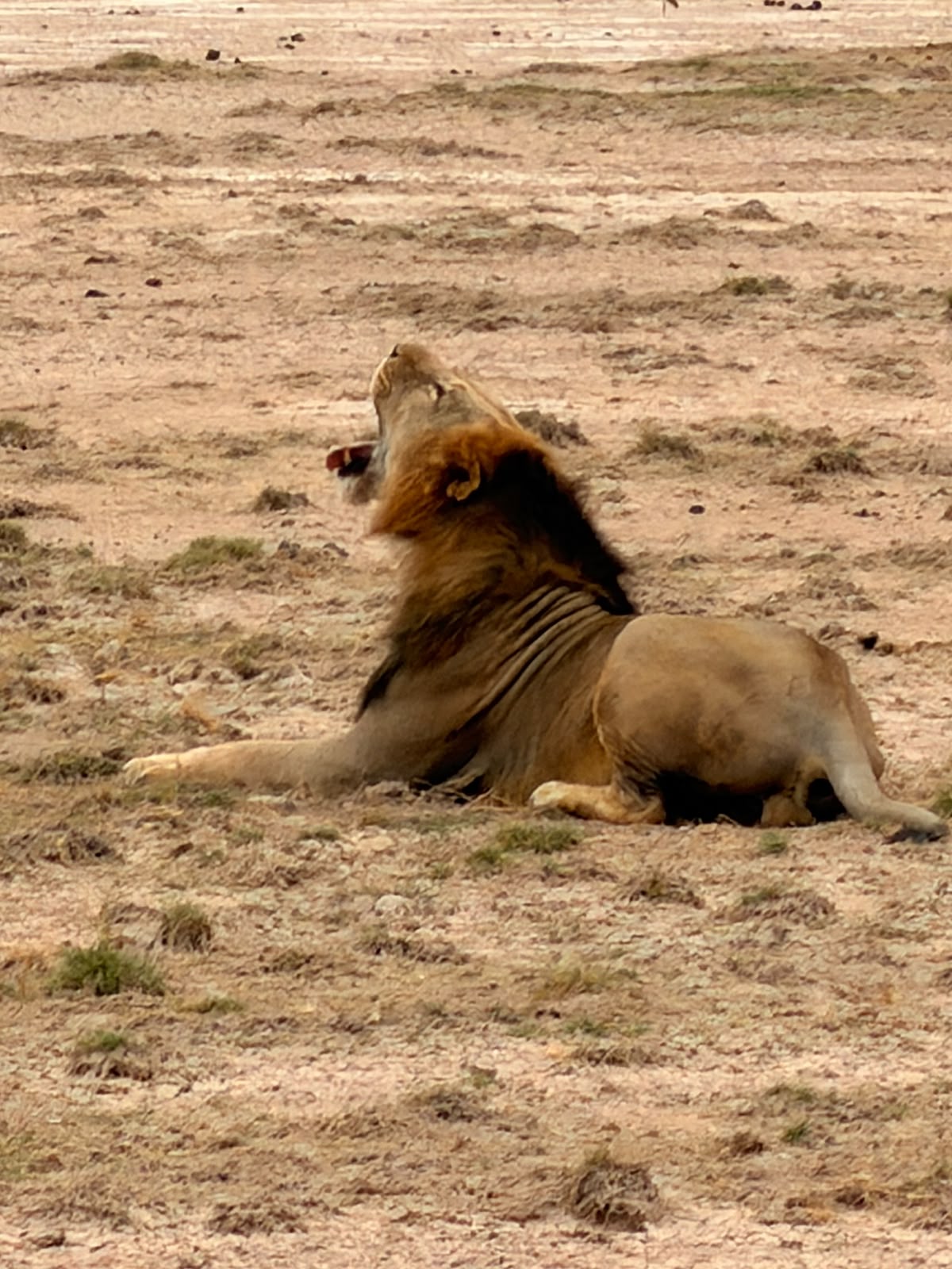 Safari 5 Jours - Option 2