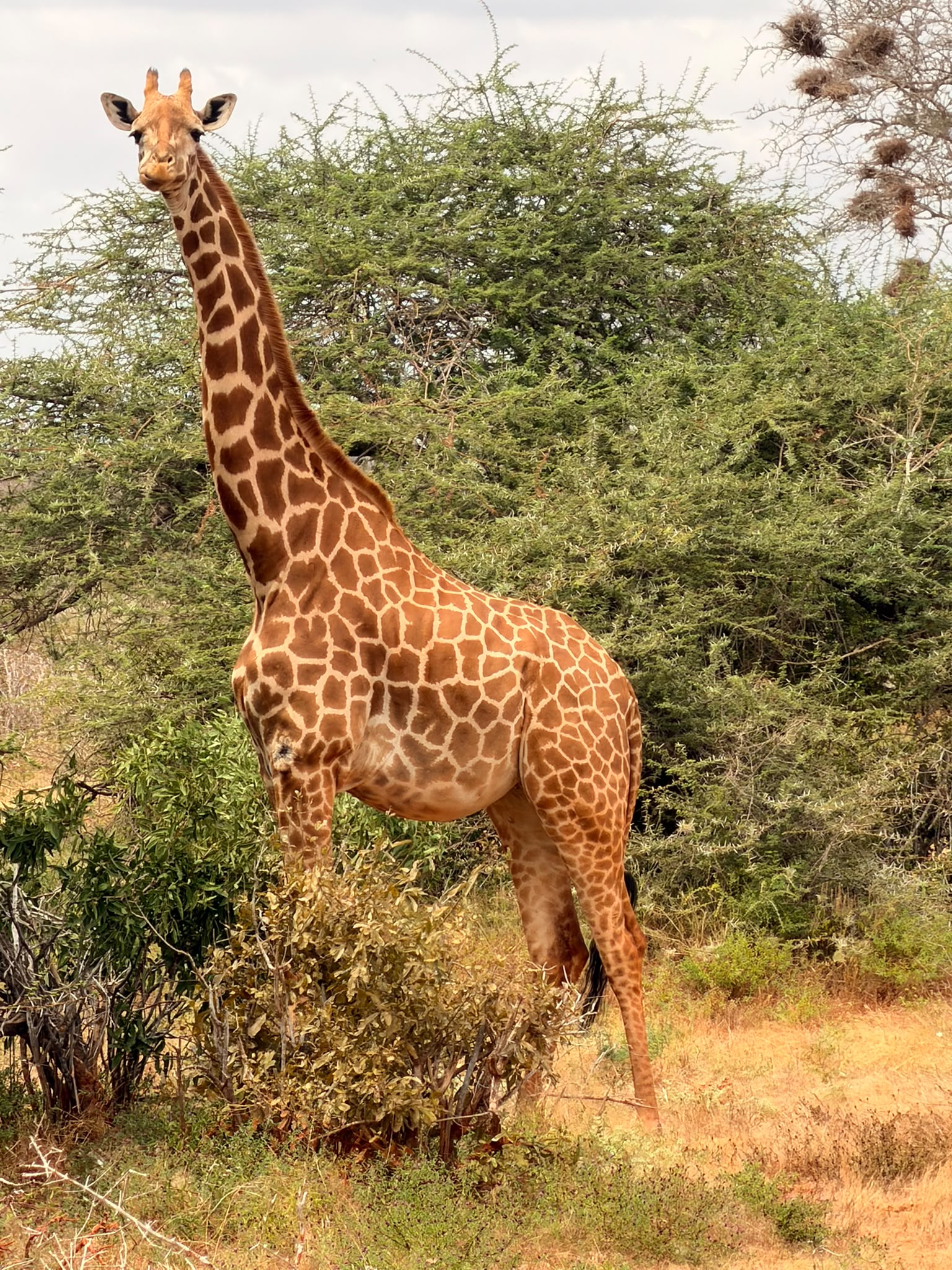 Safari 7 GG 6 Notti